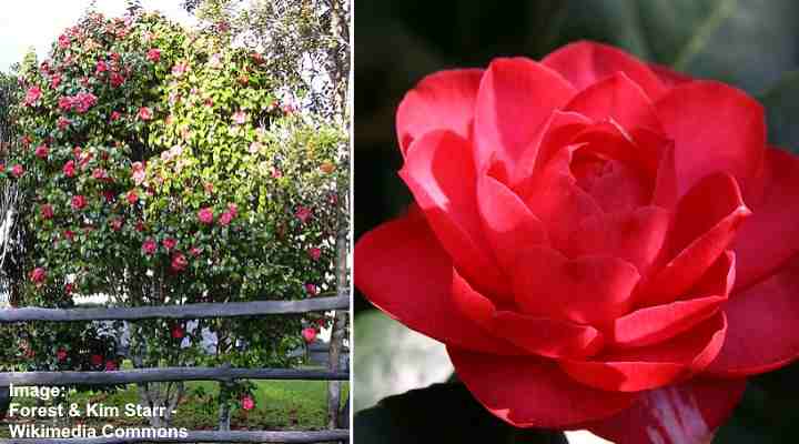 Red Flowering Camellia (Camellia japonica)