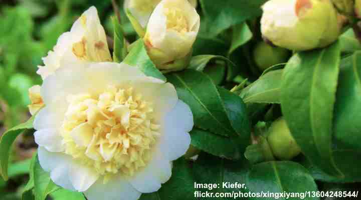 Yellow Flowering Camellia Tree (Camellia)