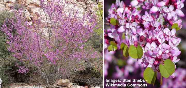 Western Redbud (Cercis occidentalis)