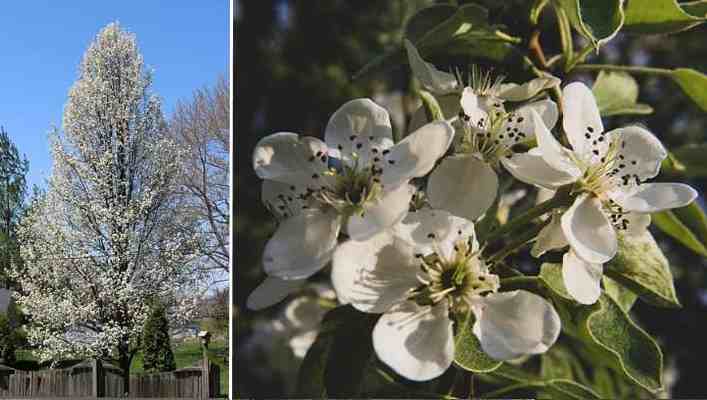 White Flowering Pear tree (Pyrus spp.)