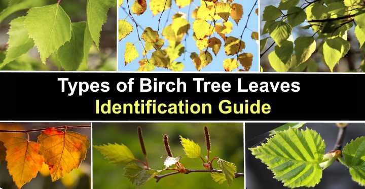 Types of Birch Tree Leaves — Identification Guide With Pictures