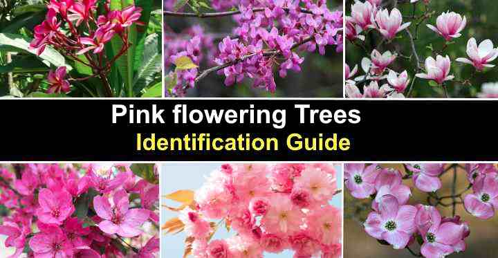 flowering trees identification