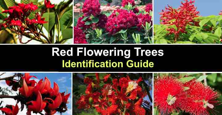 flowering trees identification