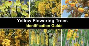 46 Yellow Flowering Trees (with Pictures): Identification Guide