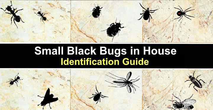 What Causes Tiny Black Bugs In House - Infoupdate.org