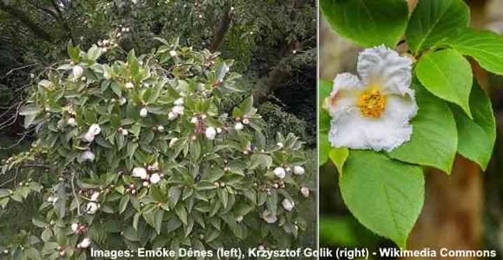Japanese Stewartia (Stewartia pseudocamellia)