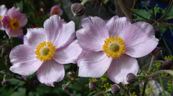 Japanese Anemone (Anemone hybrida)