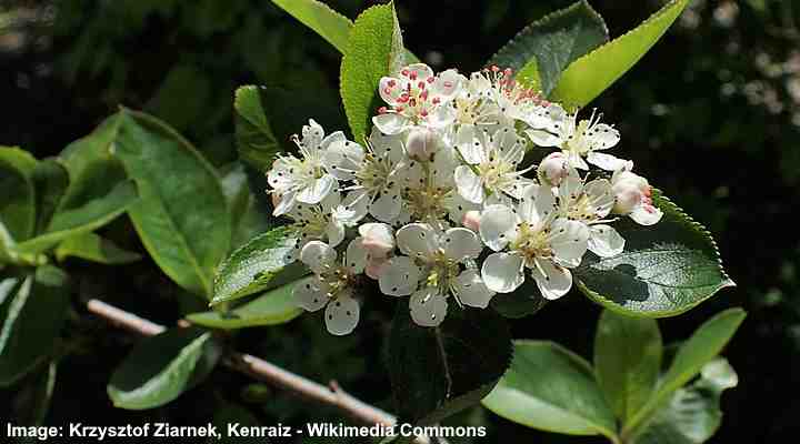 Black Chokeberry (Aronia melanocarpa)