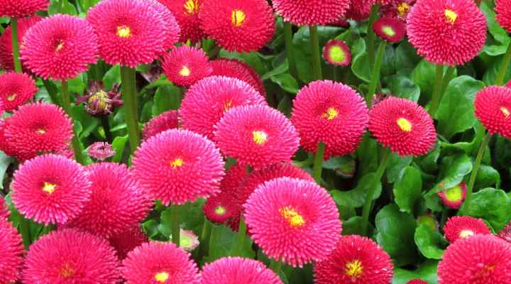 English Daisy (Bellis perennis)
