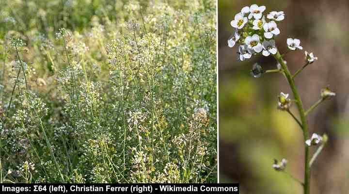 Capsella bursa pastoris