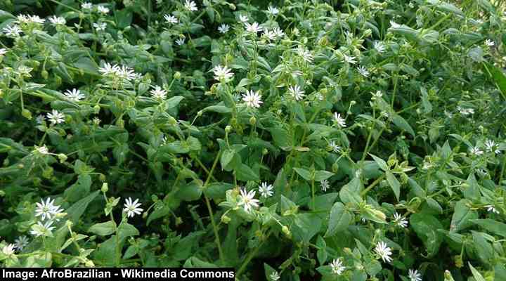 35 White Flowering Weeds (with Pictures): Identification Guide