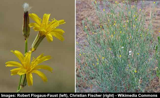 Skeletonweed (Chondrilla juncea)