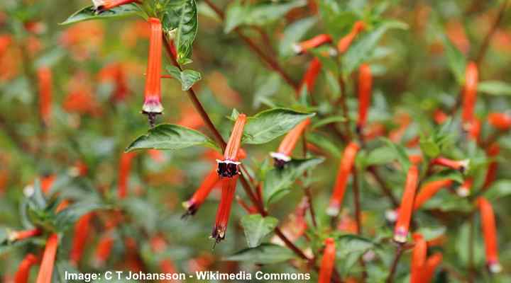 38 Annual Flowers That Bloom All Summer Long (With Pictures)