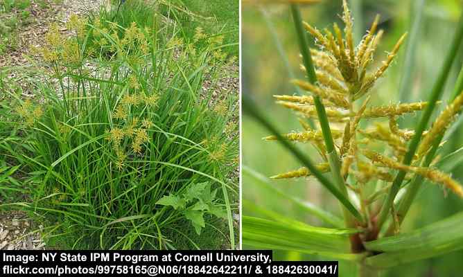 Yellow Nutsedge (Cyperus esculentus)