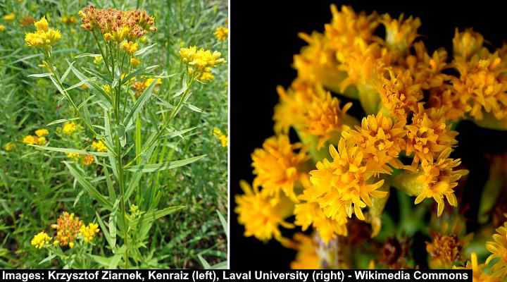 Grass-Leaved Goldenrod (Euthamia graminifolia)