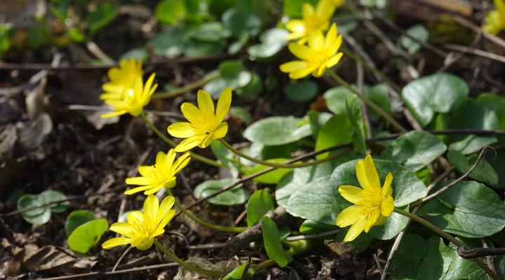 Lesser Celandine (Ficaria verna)
