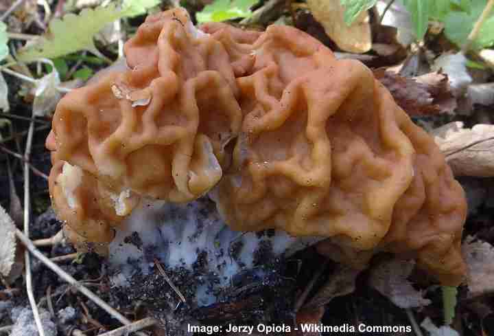 giant false morel (Gyromitra gigas)
