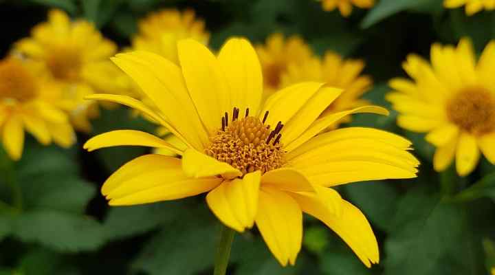 False Sunflowers (Heliopsis helianthoides)