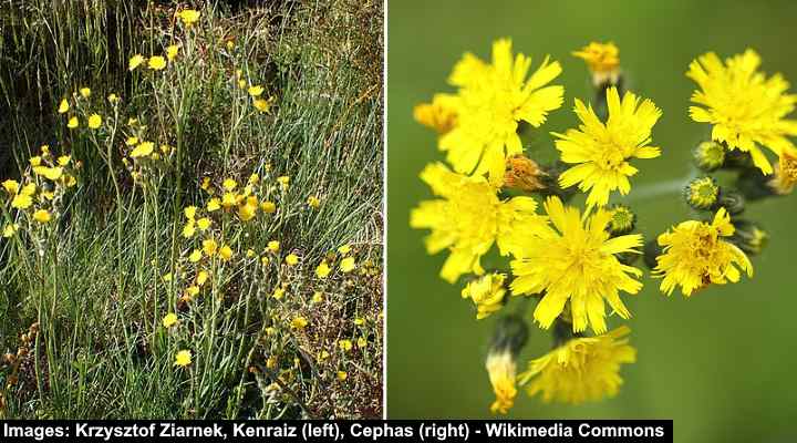 35 Yellow Flowering Weeds With Pictures Identification Guide 6495