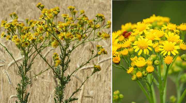 Ragwort (Jacobaea vulgaris)