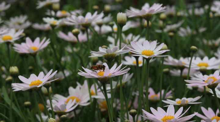 Shasta Daisy (Leucanthemum × superbum)