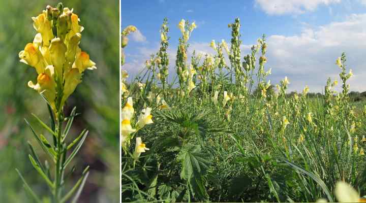 Yellow Toadflax (Linaria Vulgaris)