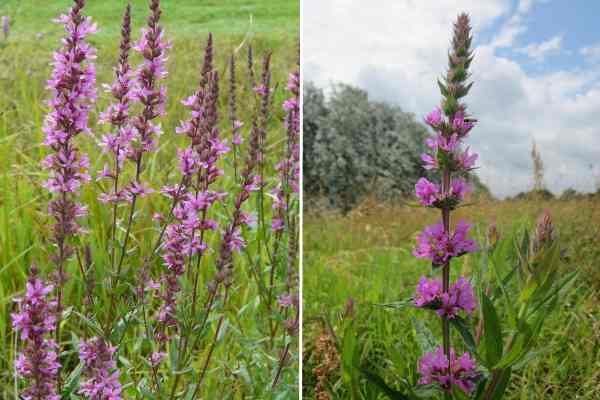 Purple Loosestrife (Lythrum salicaria)