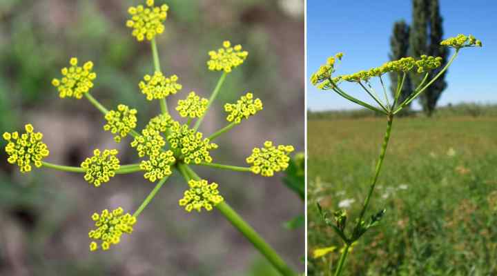 Wild Parsnip (Pastinaca sativa)