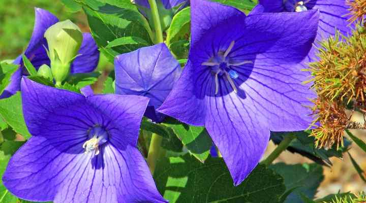 Balloon Flower (Platycodon grandiflorus)