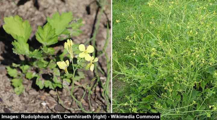 Wild Radish (Raphanus raphanistrum)
