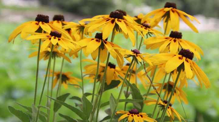 Cutleaf Coneflower (Rudbeckia laciniata)