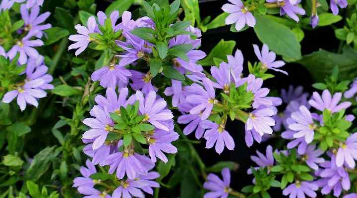 Fairy Fan Flower (Scaevola aemula)