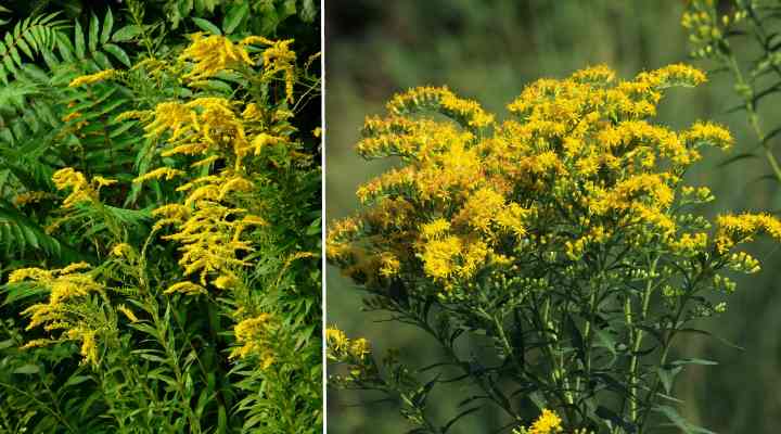 35 Yellow Flowering Weeds (With Pictures): Identification Guide