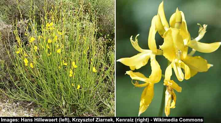 Spanish Broom (Spartium junceum)