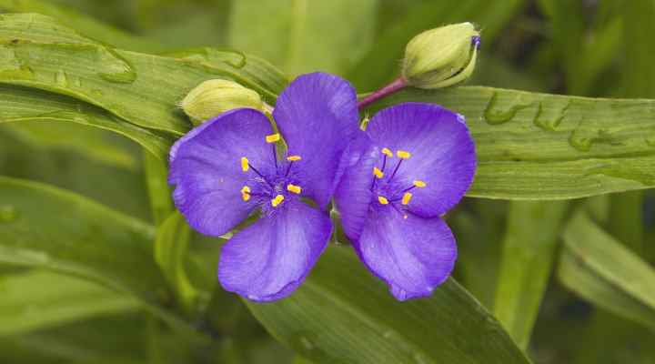 Prairie Spiderwort (Tradescantia occidentalis)