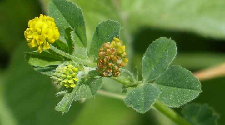 Golden Clover (Trifolium aureum)