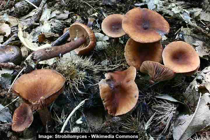 lactarius camphoratus