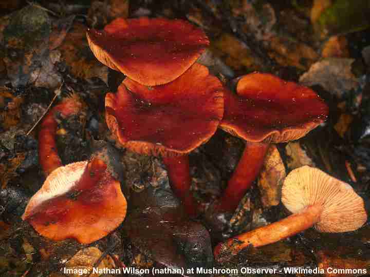 lactarius rubidus
