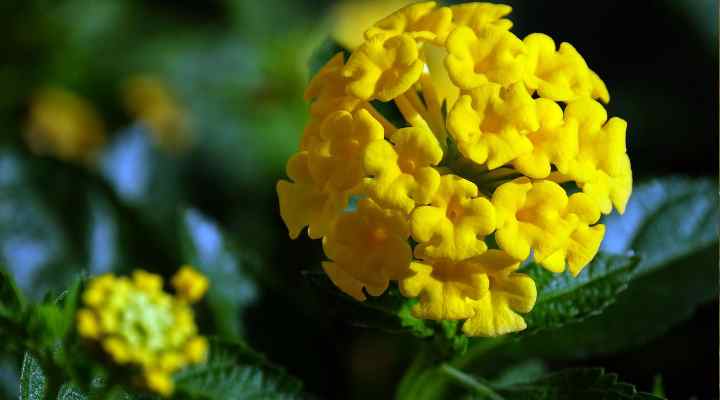 Yellow Lantana (Lantana camara)