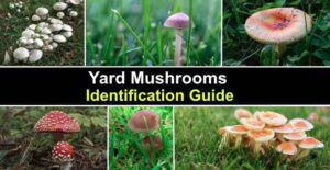 16 Types of Yard Mushrooms (With Pictures): Identification Guide