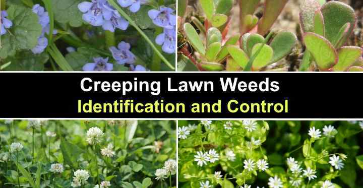 Creeping deals lawn weeds