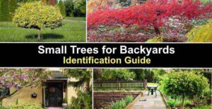 33 Small Trees for Backyards (With Pictures): Identification Guide