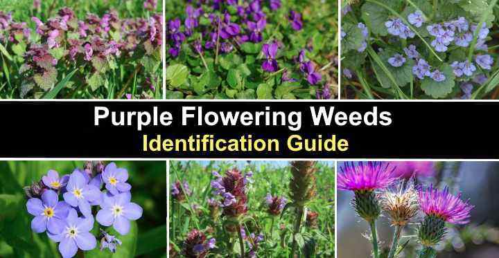 23 Purple Flowering Weeds (With Pictures): Identification Guide