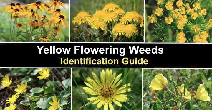 35 Yellow Flowering Weeds (With Pictures): Identification Guide