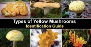 22 Types of Yellow Mushrooms (with Pictures): Identification Guide