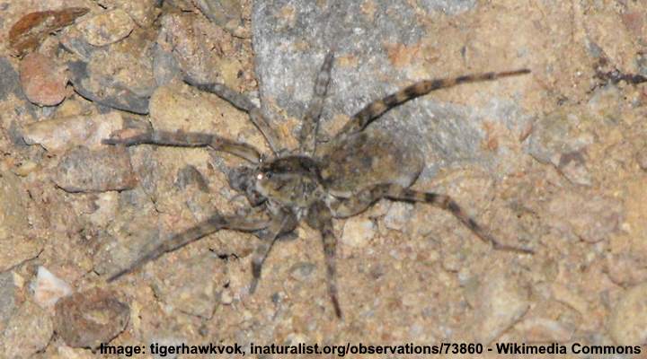 470+ Brown Spider Striped Legs Stock Photos, Pictures & Royalty-Free Images  - iStock