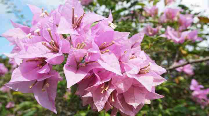 Bougainvillea (Bougainvillea)