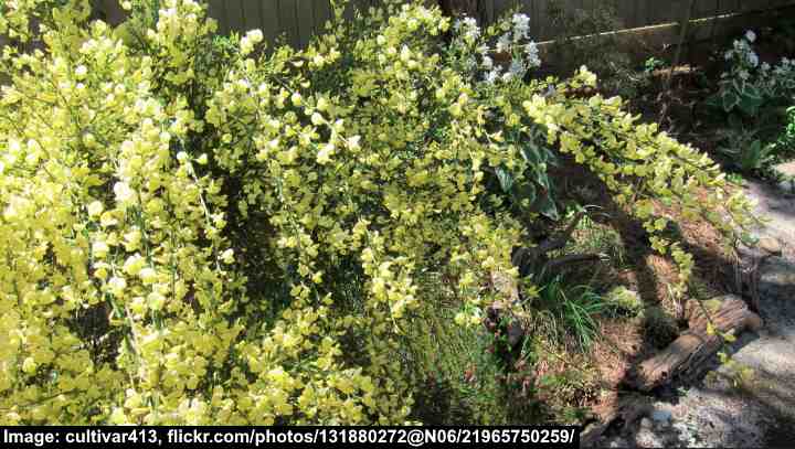 Scotch Broom ‘Moonlight’ (Cytisus scoparius ‘Moonlight’)