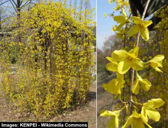 Weeping Forsythia (Forsythia suspensa)