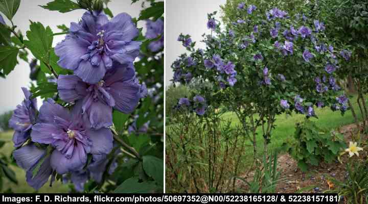 33 Blue Flowering Shrubs (with Pictures) Identification Guide